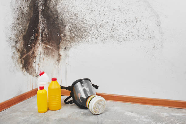 Best Commercial Mold Removal  in Lapeer, MI