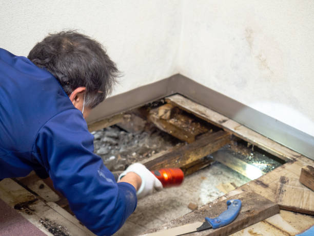 Best Mold Testing  in Lapeer, MI