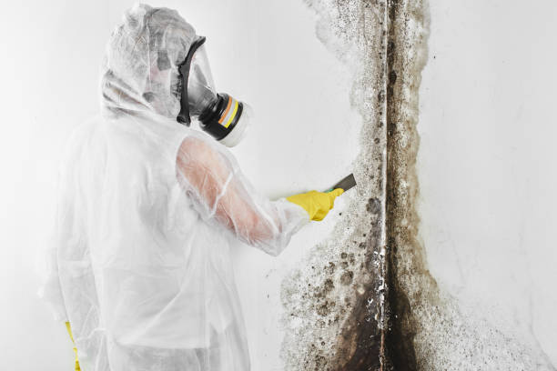 Best Certified Mold Removal  in Lapeer, MI