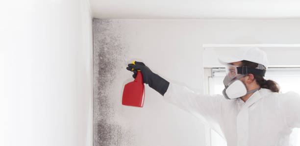 Best Residential Mold Removal  in Lapeer, MI