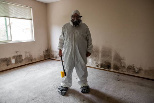 Best Office Mold Removal Services  in Lapeer, MI
