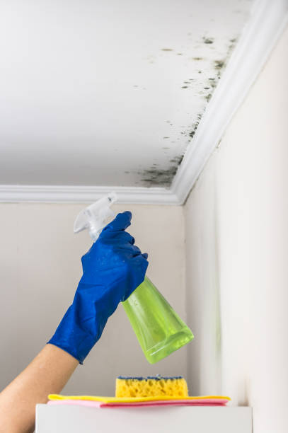 Best Toxic Mold Removal  in Lapeer, MI