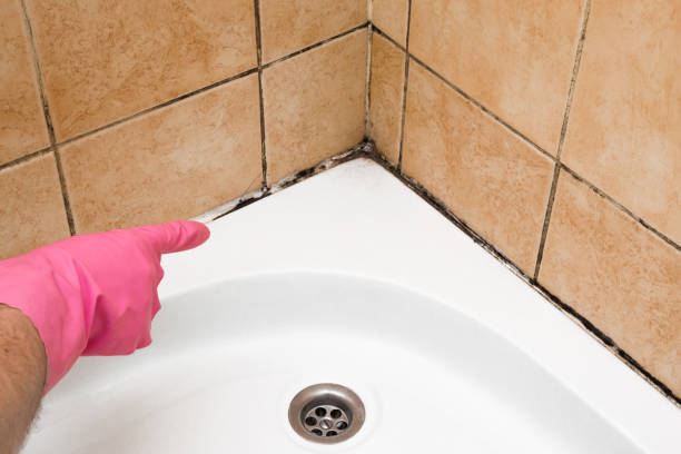 Lapeer, MI Mold Removal Company